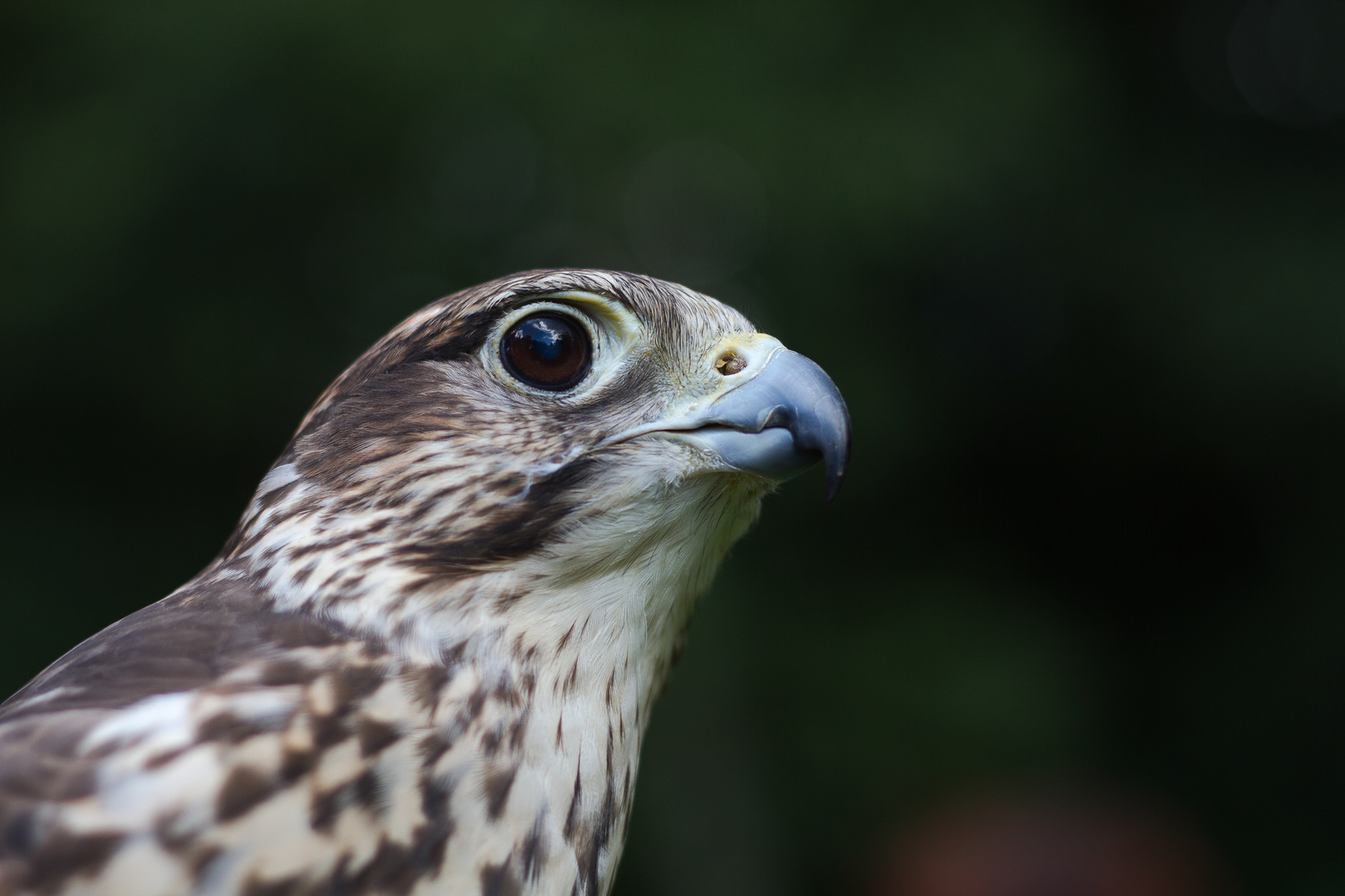 scharfe Augen starker Schnabel