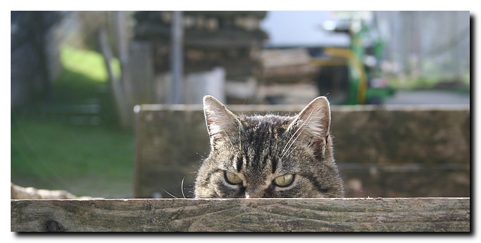 Scharfe Augen - Wer ist das wohl ?