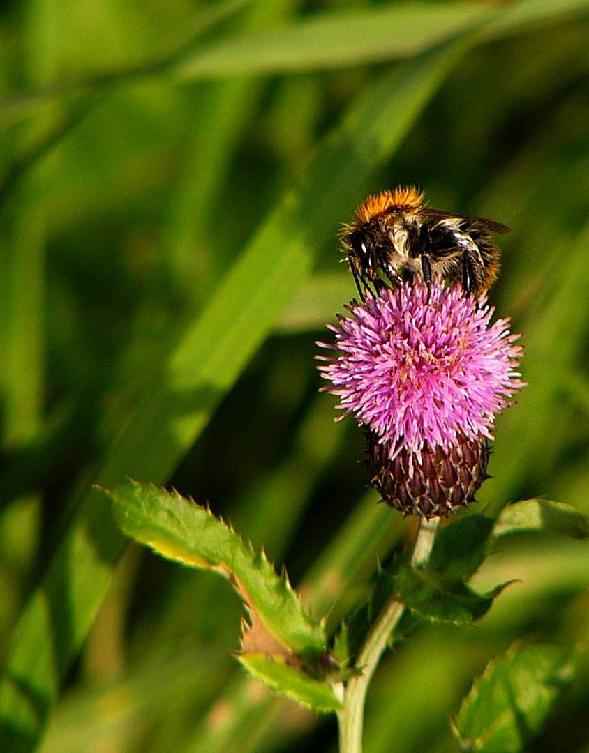 "Scharfe" Biene auf der Distel...