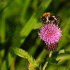 "Scharfe" Biene auf der Distel...