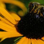 Scharfe Biene - gewidmet : Juan Herren