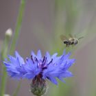 Scharfe blaue Blume