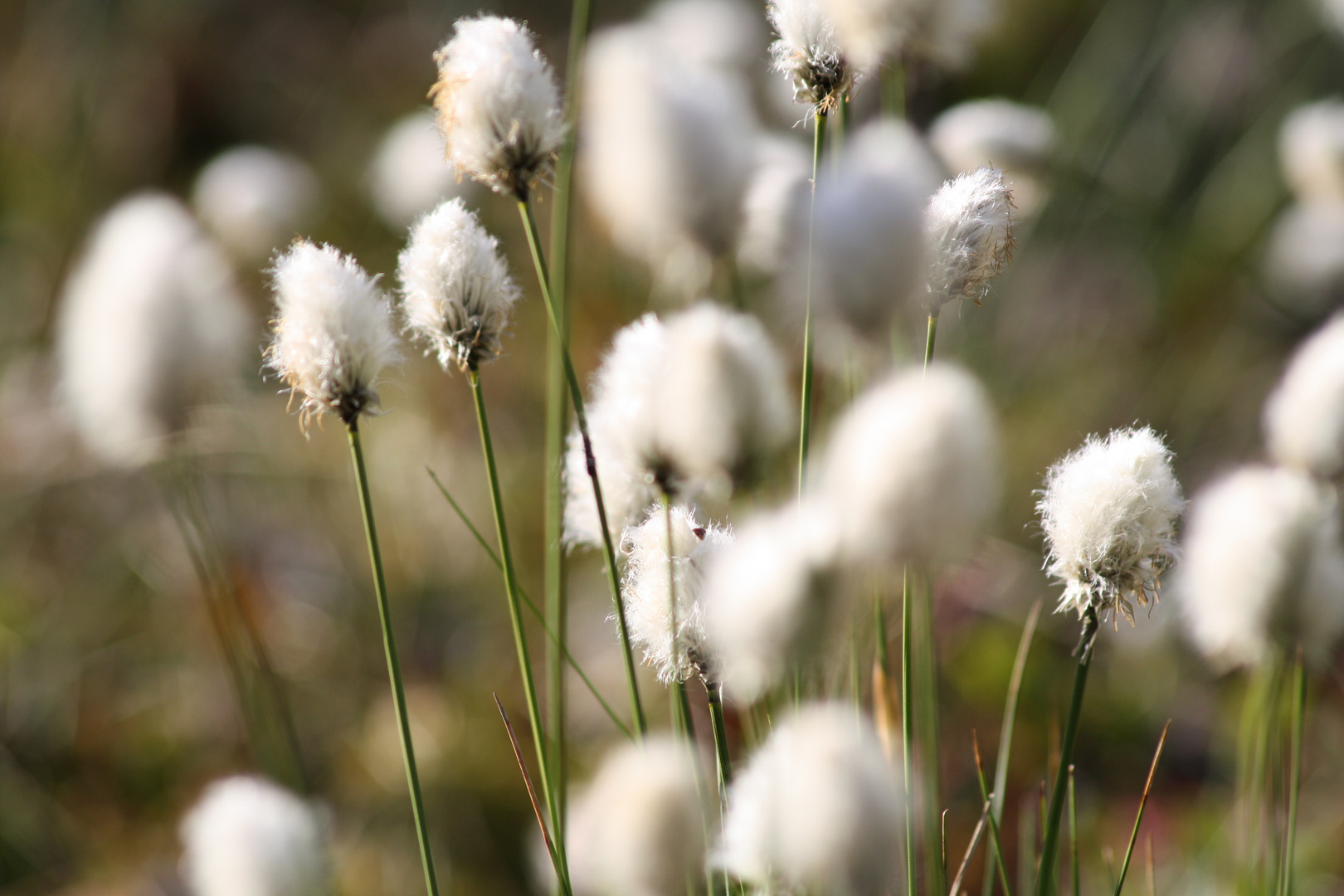 "Scharfe Blüten"