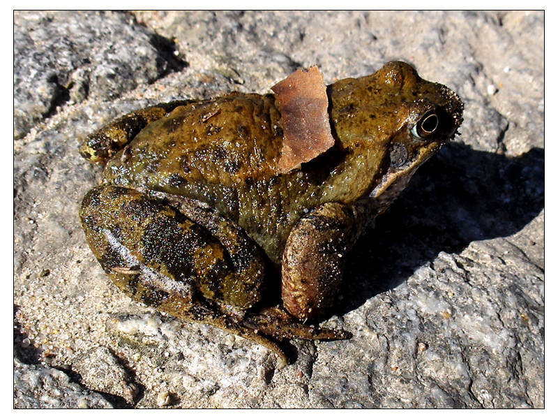 Scharfe Froschschenkel aka. Der Frosch-König