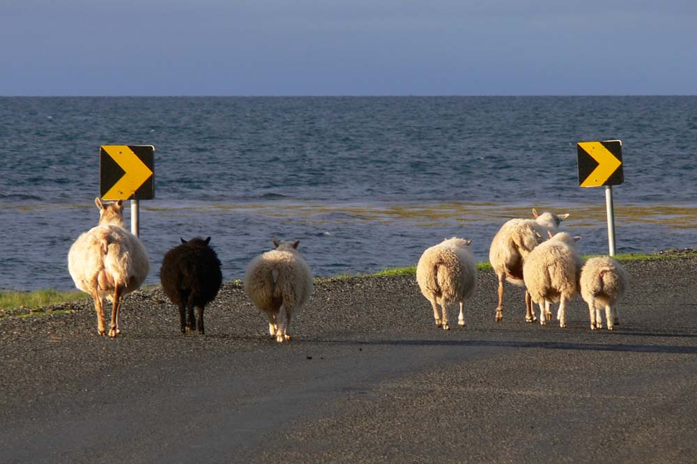 Scha(r)fe Kurve in die Westfjorde