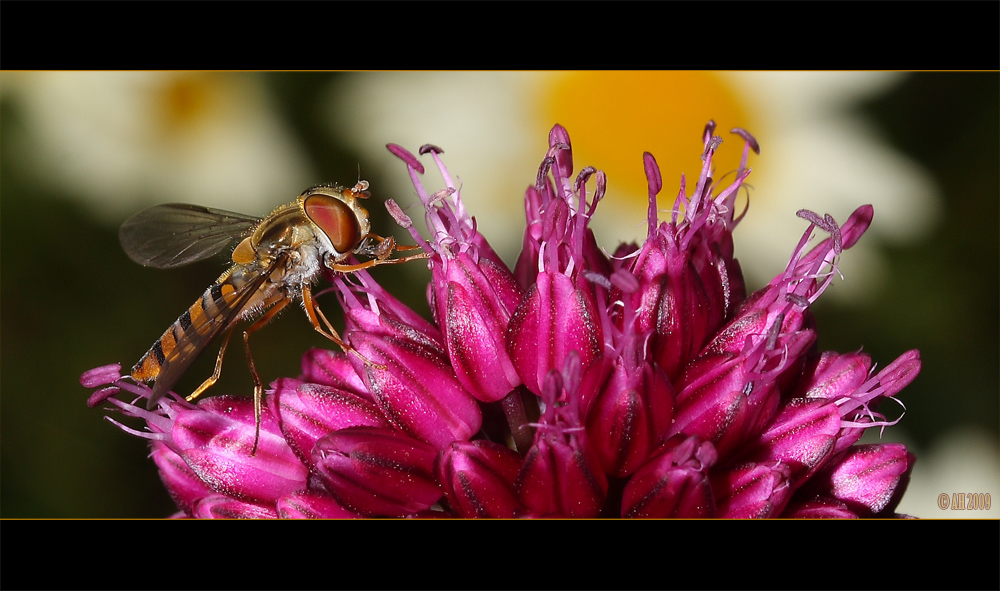 Scharfe LAGA-Fliege