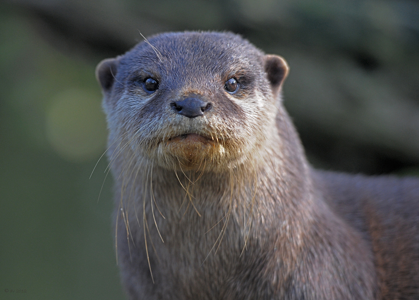 Scharfe Otternase