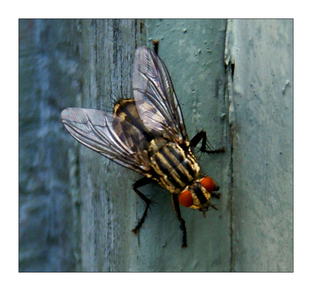 scharfe, rote Augen?? Foto & Bild | tiere, wildlife ...