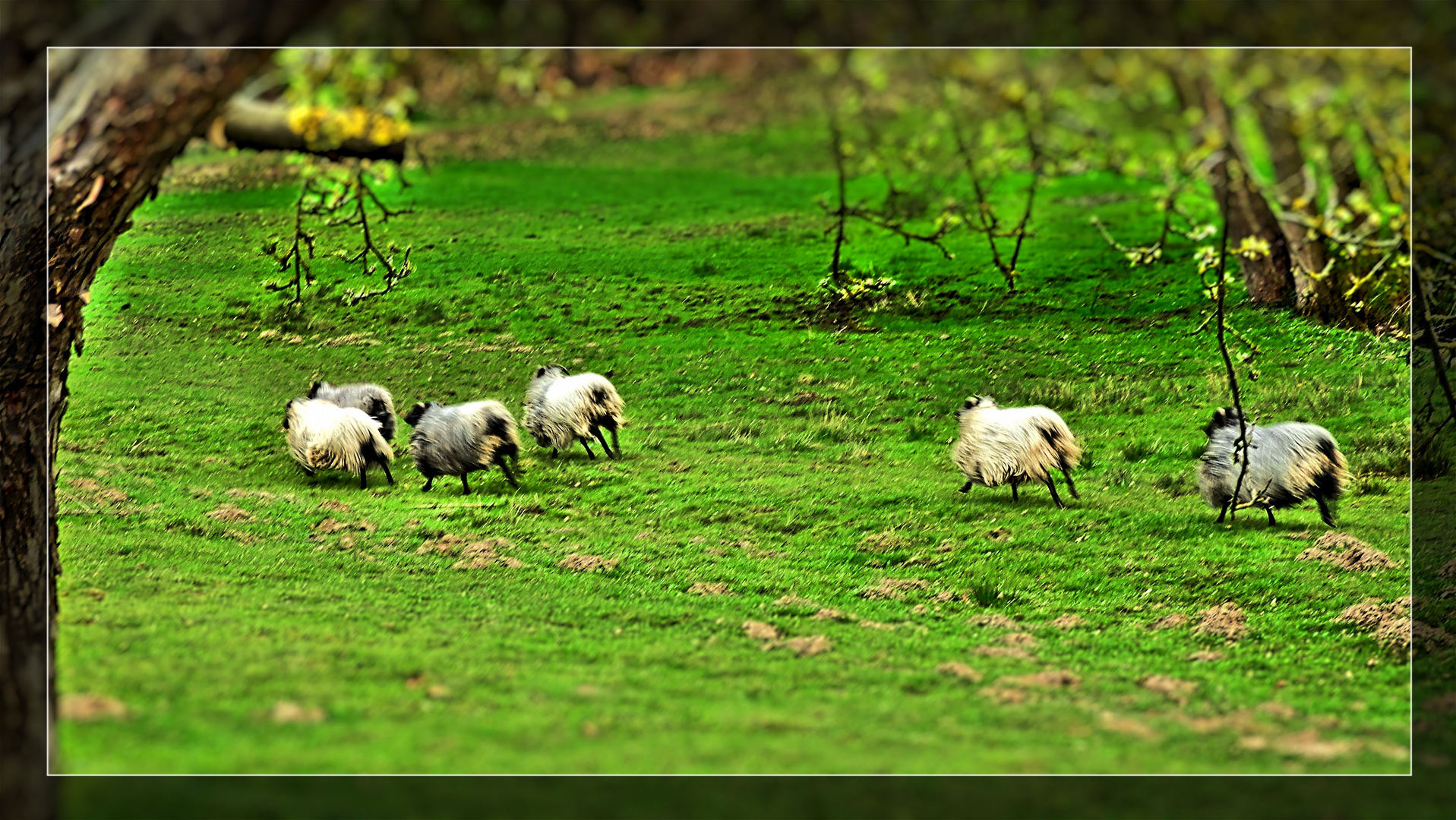 Scharfe Schafe
