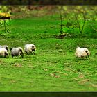 Scharfe Schafe