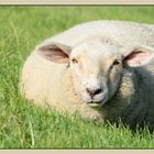 Scharfe Schafe 