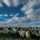 Scharfe Schafe auf Eiderstedt