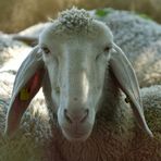 Scharfe Schafs – Frisur