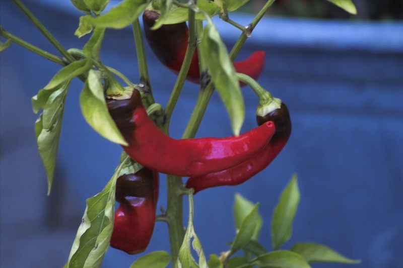 Scharfe scharfe Pepperonis aus Königsbrunner Gärten...