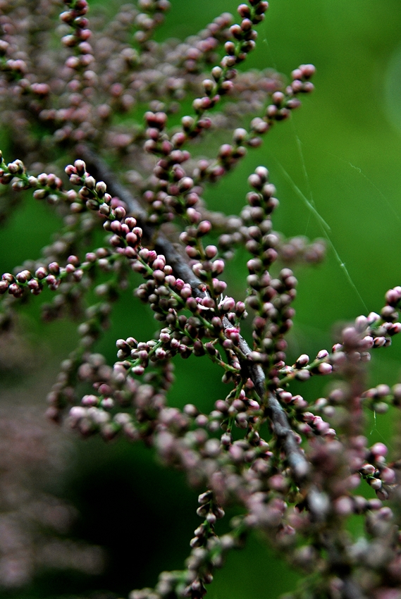 scharfe und unscharfe Knospen