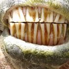 Scharfe Zähne