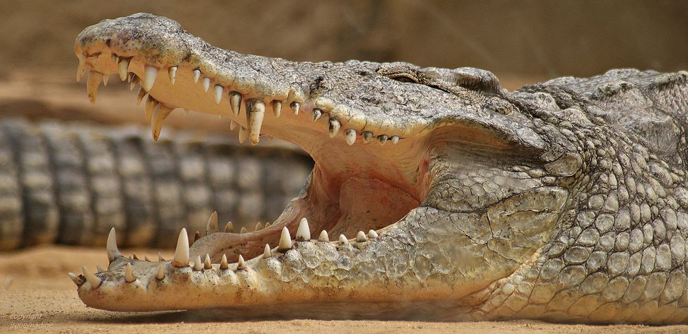 Scharfe Zähne... Foto &amp; Bild | natur, tiere, zoo, wildpark &amp; falknerei ...