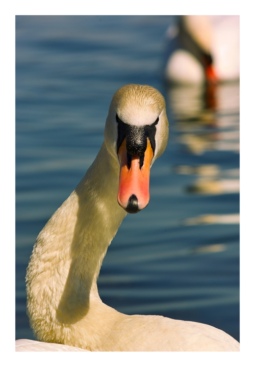 Scharfer (Augen)Blick