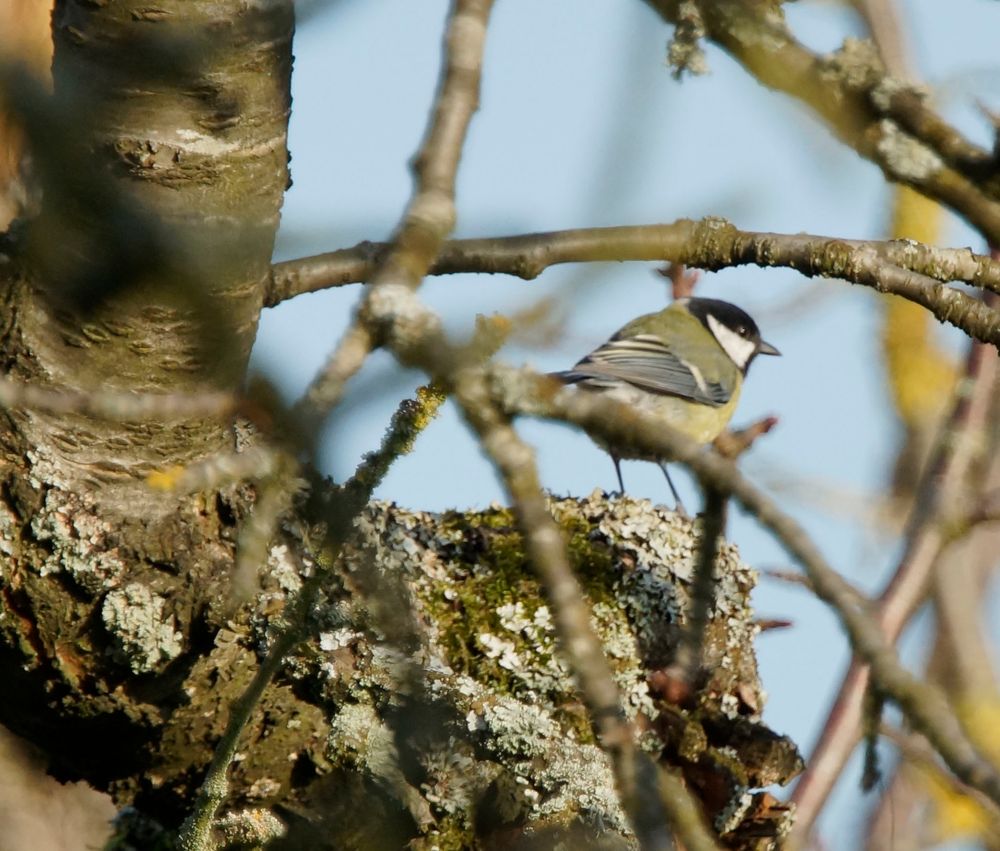 Scharfer Baum mit Meise