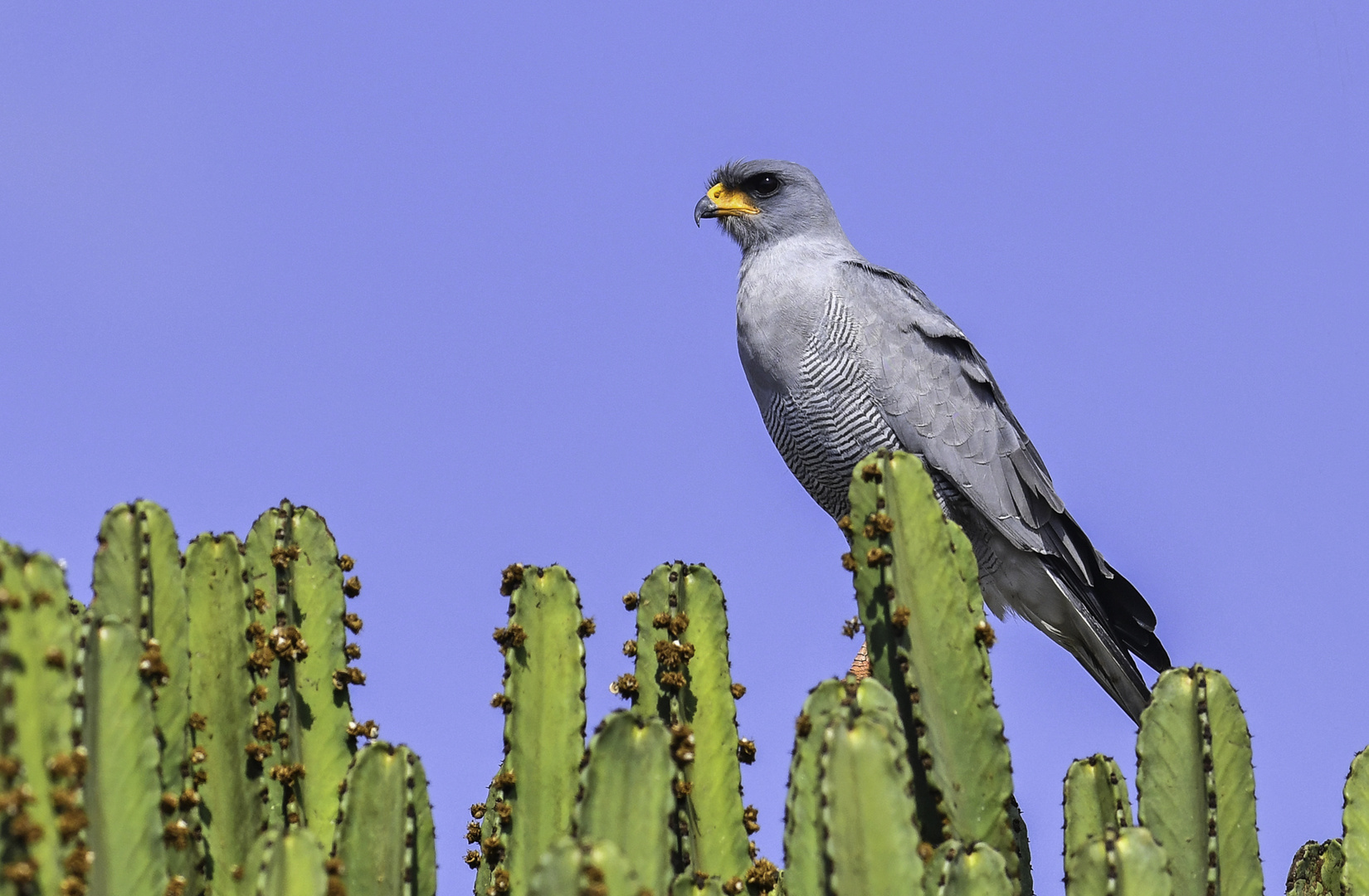 Scharfer Beobachter