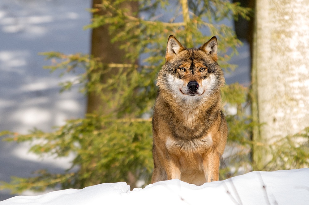 Scharfer Blick