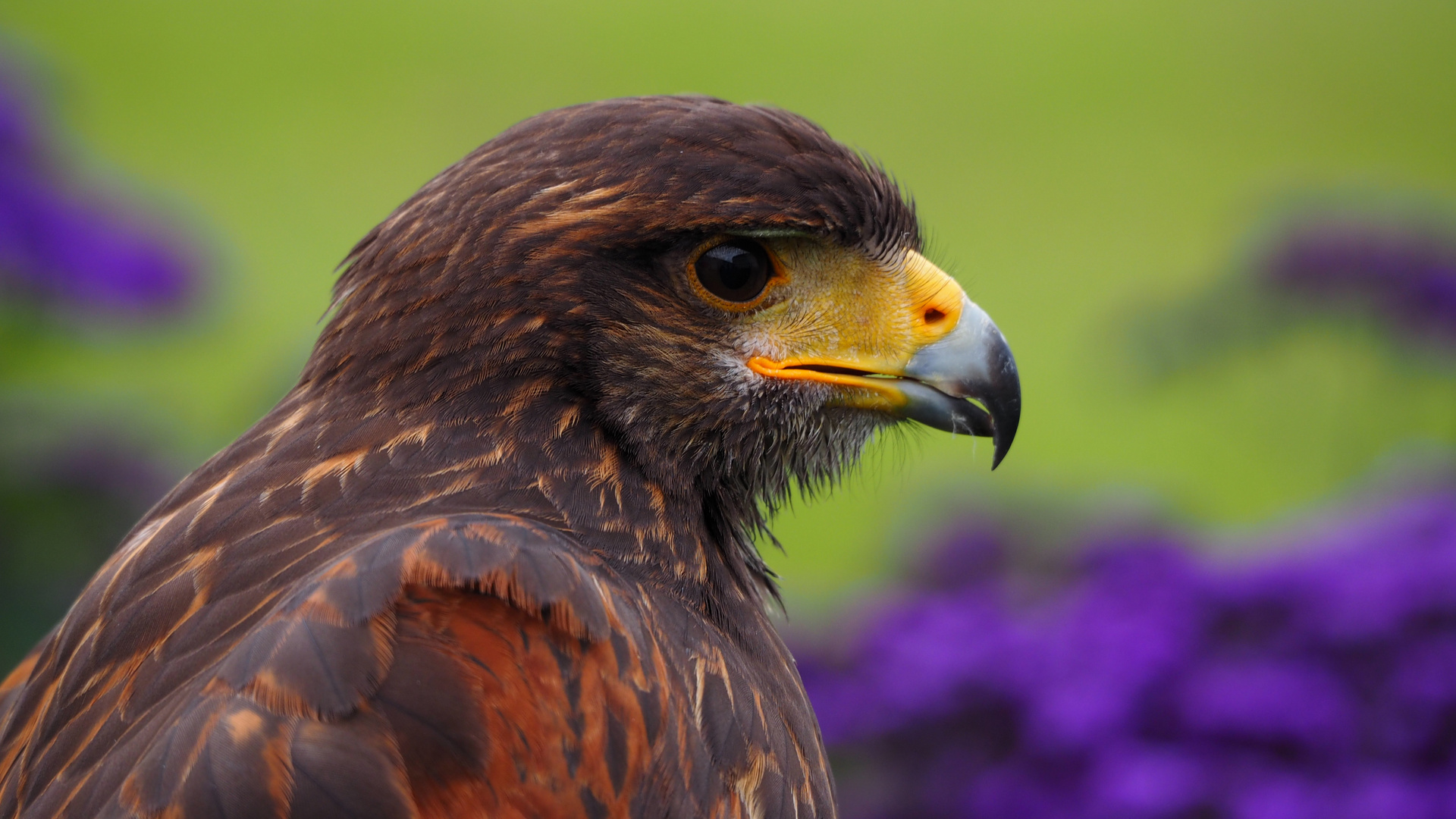 Scharfer Blick