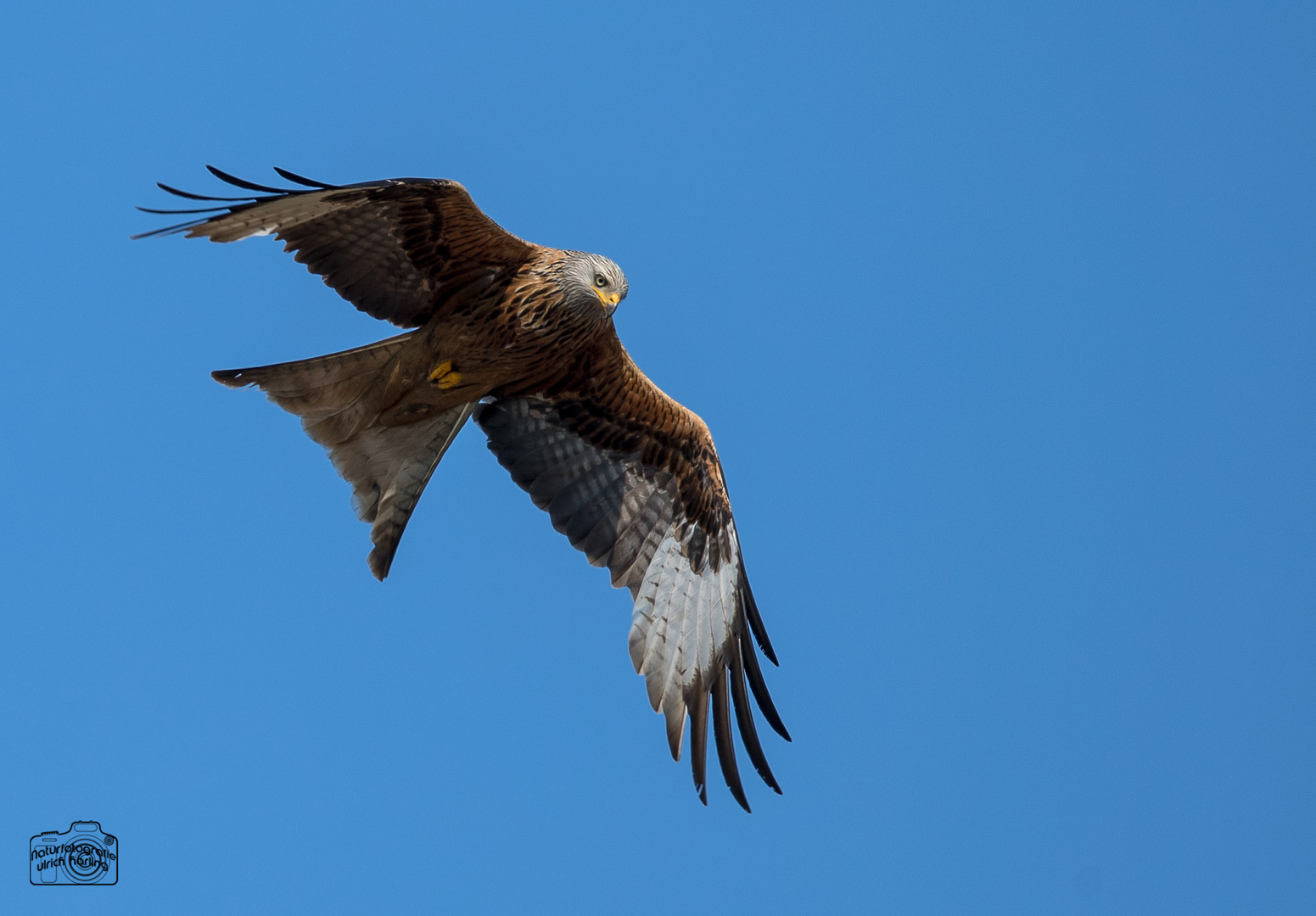 scharfer Blick.....-1