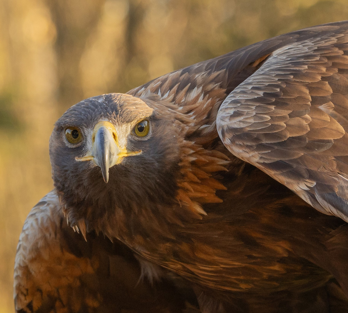 Scharfer Blick 