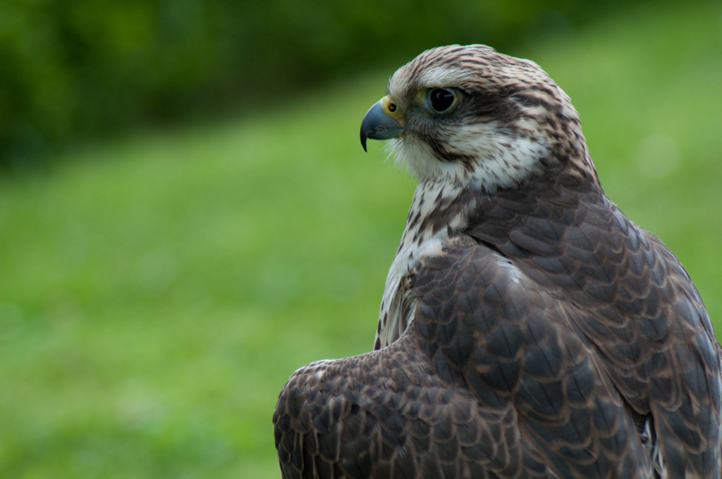 scharfer Blick...