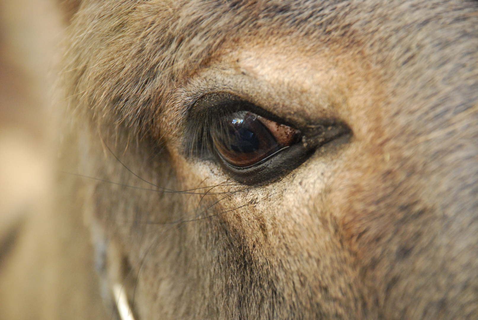 scharfer Blick