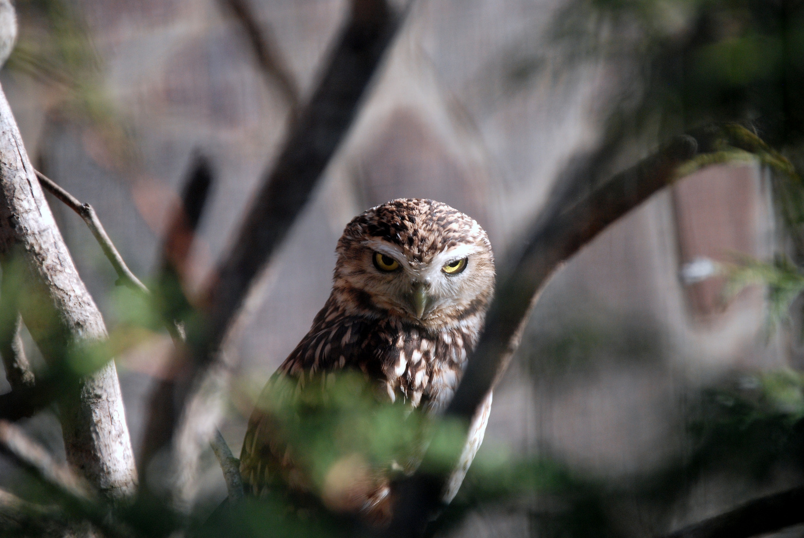 Scharfer Blick