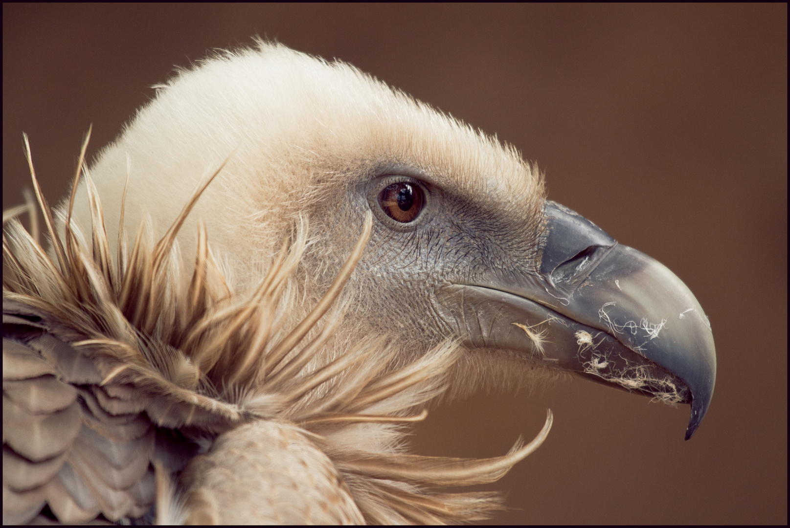 Scharfer Blick