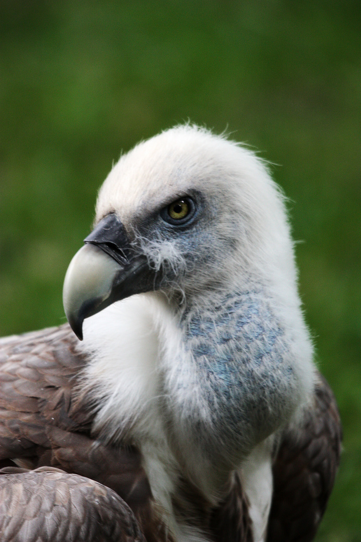 Scharfer Blick