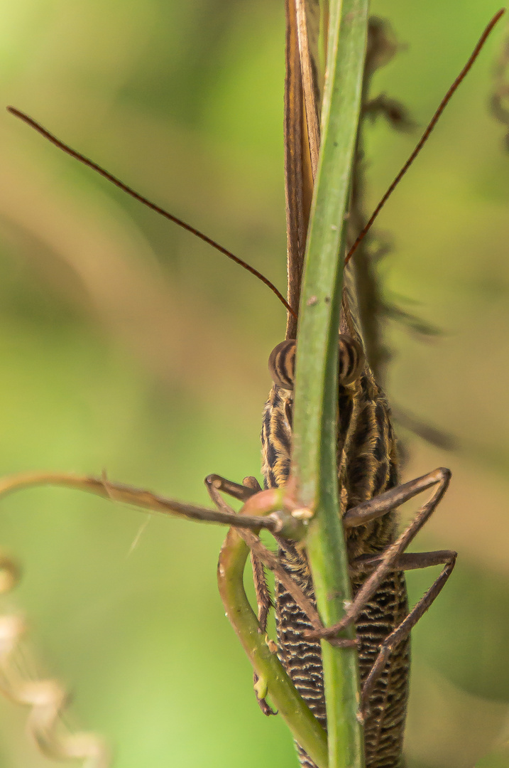 scharfer Blick