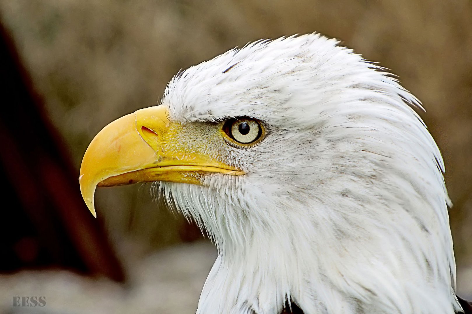 Scharfer Blick