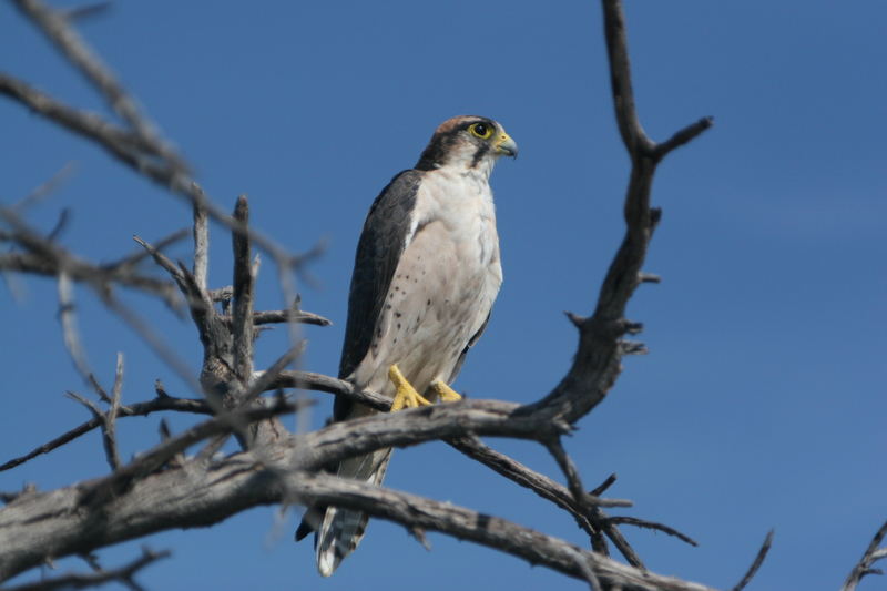 scharfer Blick