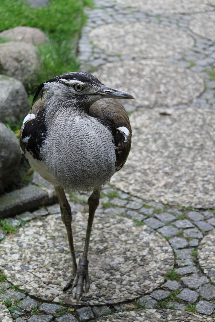 scharfer Blick