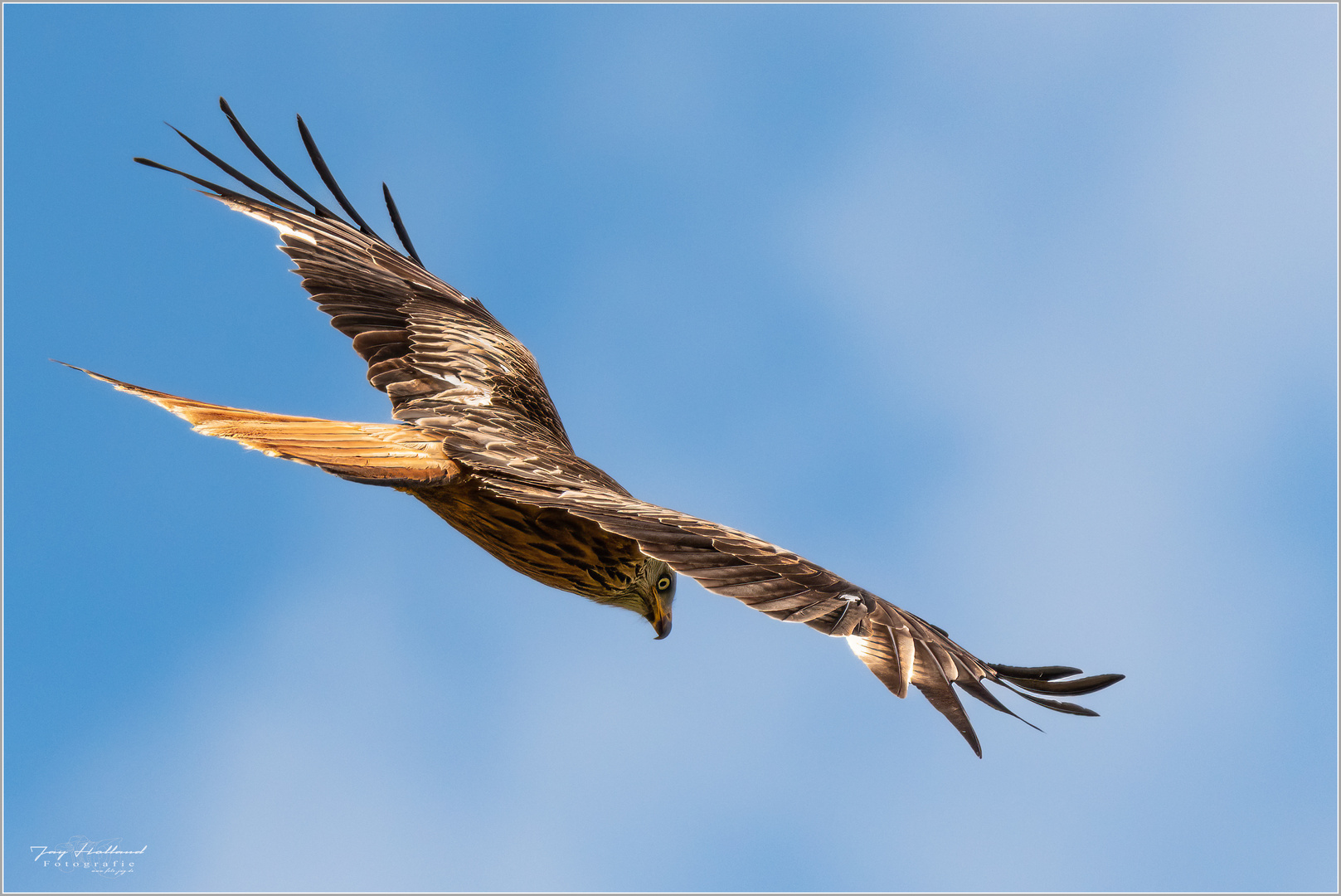 Scharfer Blick