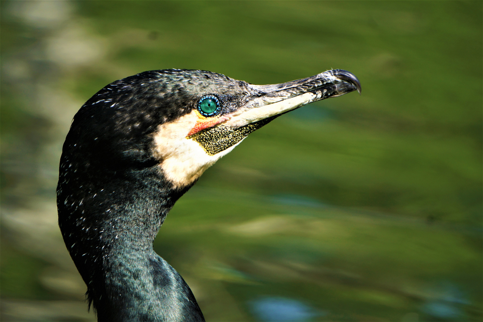  scharfer Blick