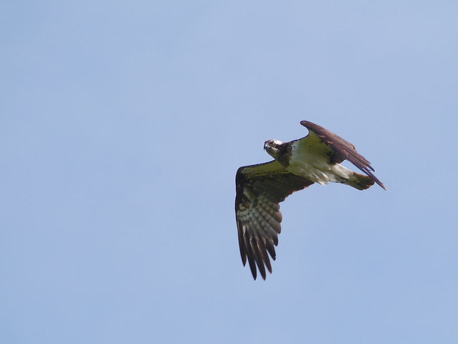 Scharfer Blick