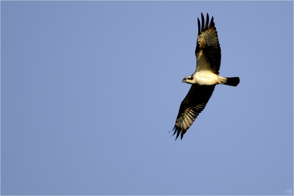 Scharfer Blick