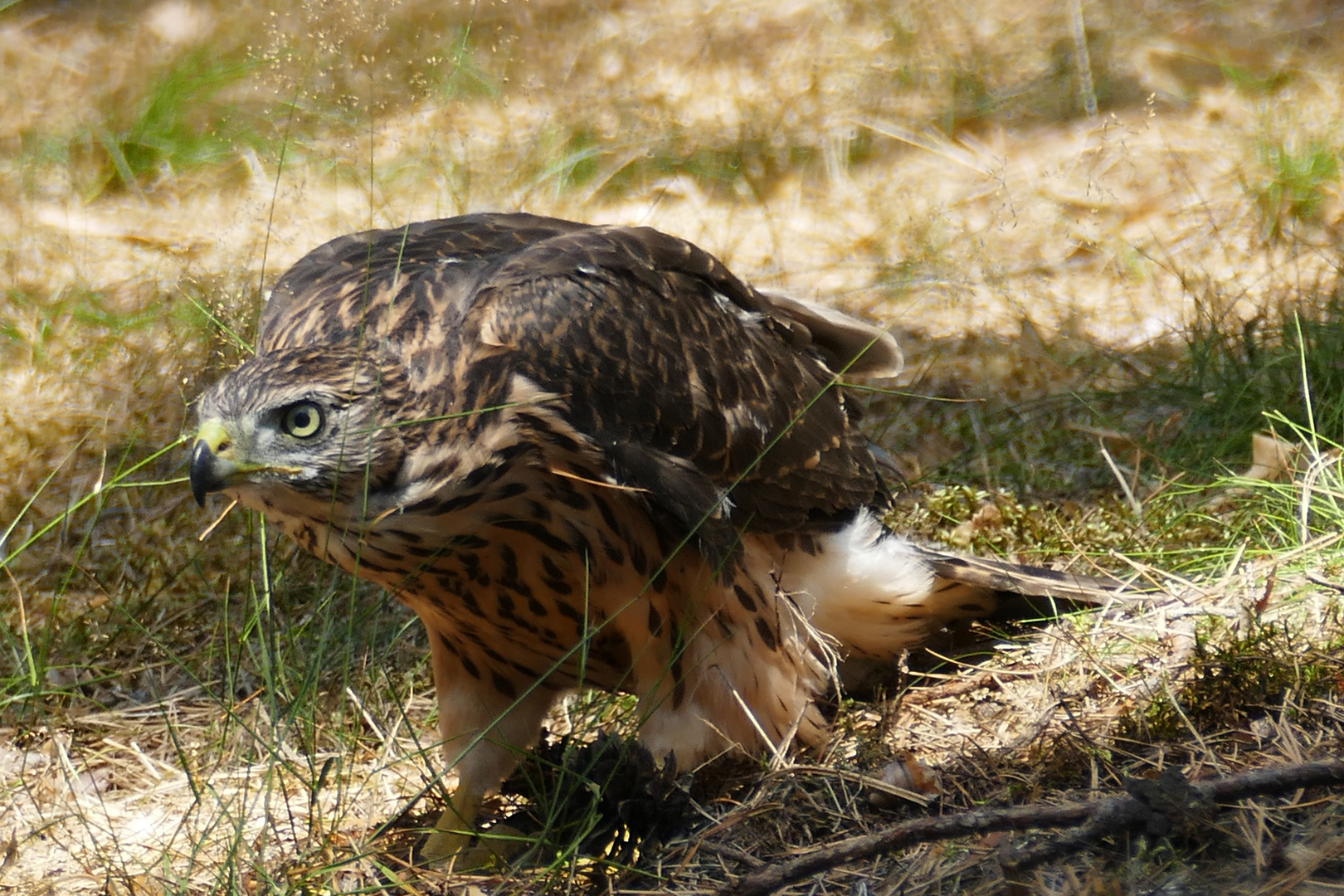 Scharfer Blick 