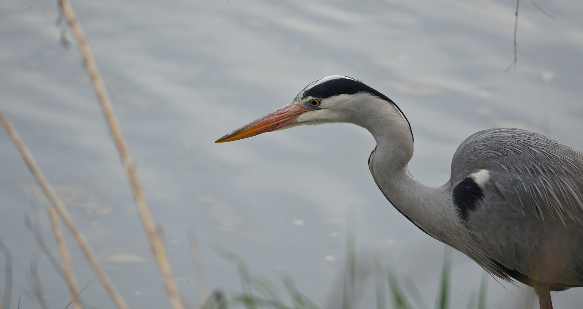 Scharfer Blick