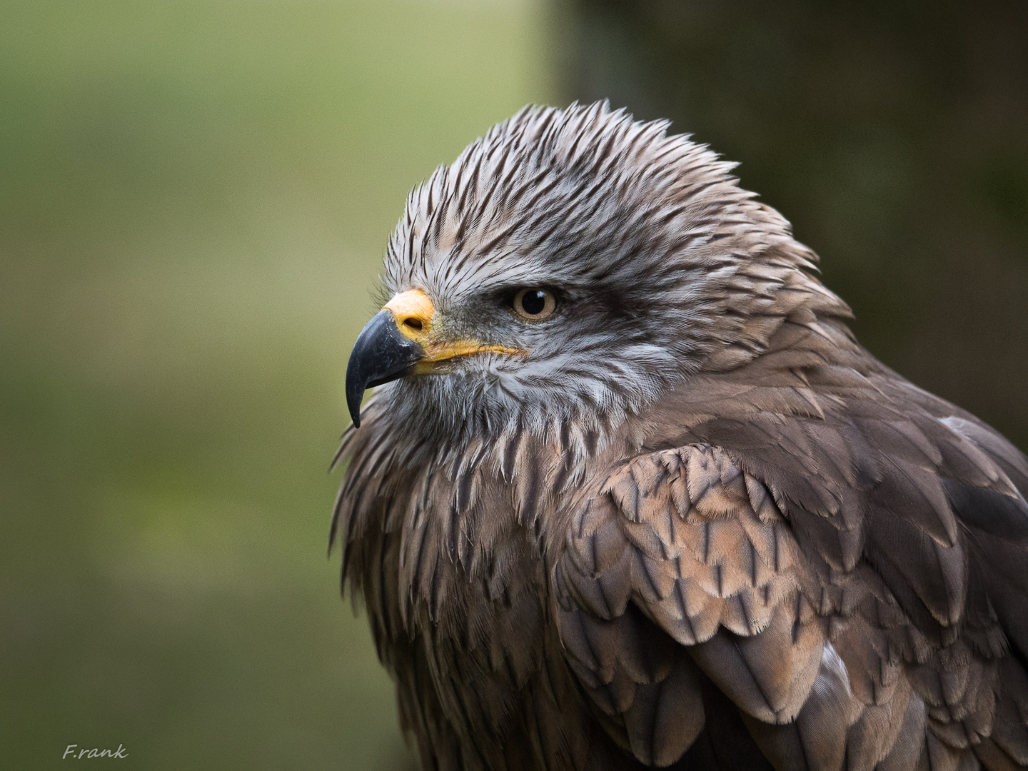 Scharfer Blick