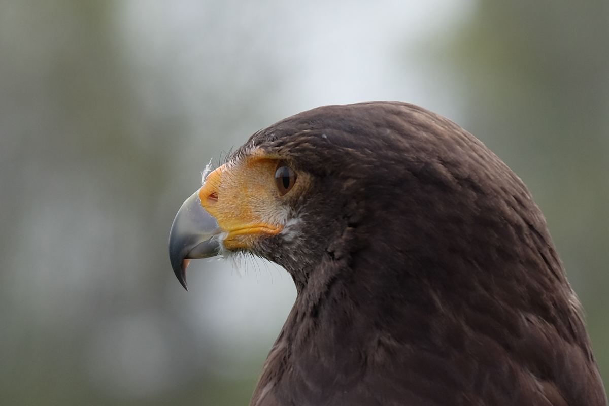 scharfer Blick