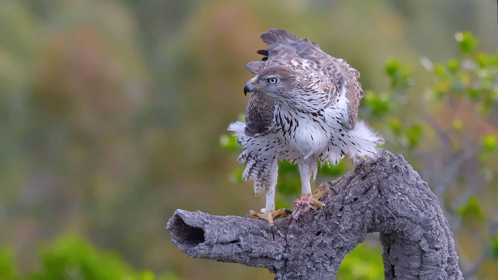 Scharfer Blick...