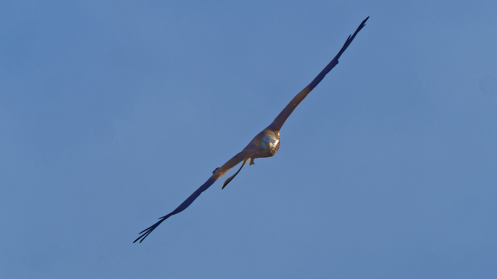 Scharfer Blick