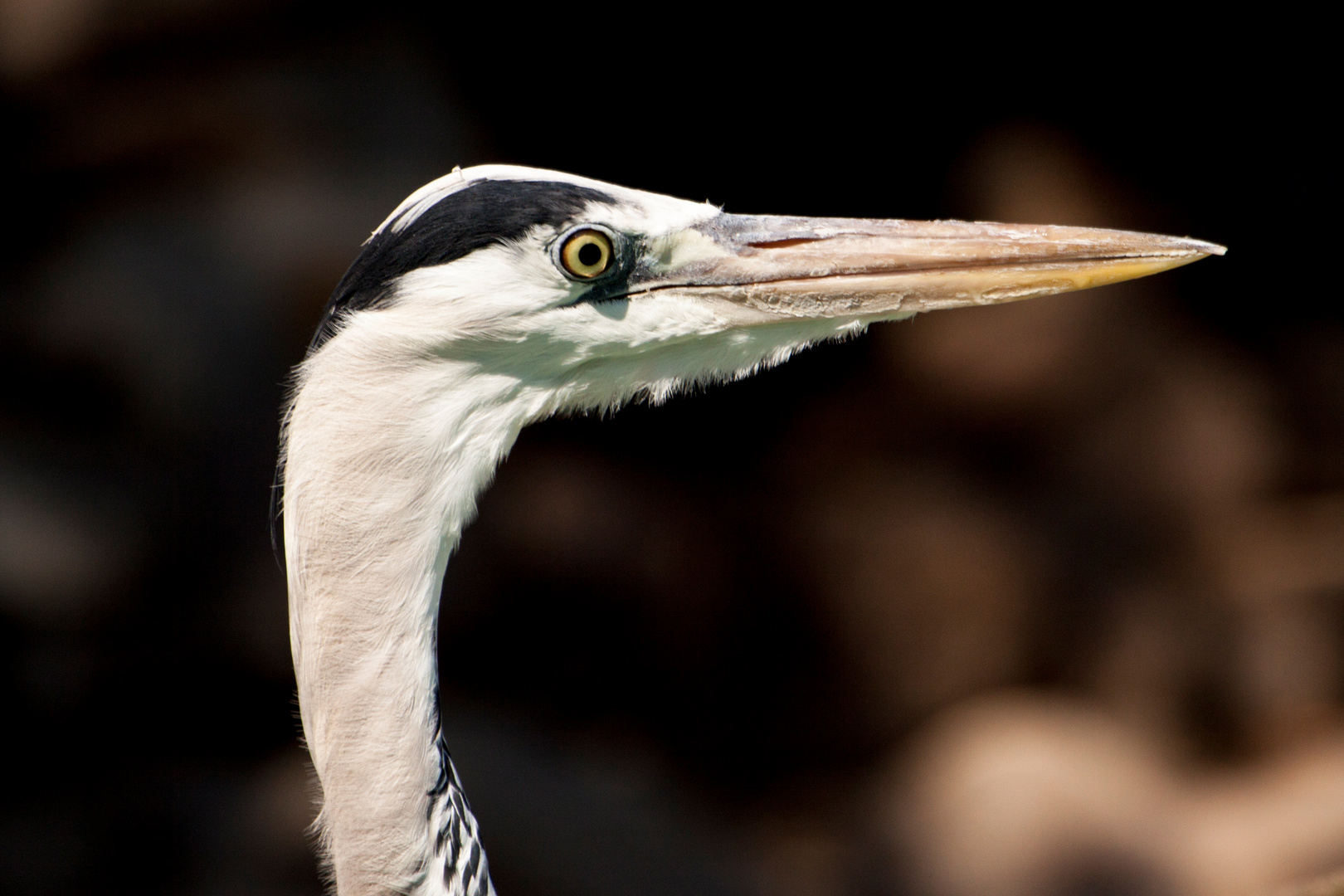 scharfer Blick