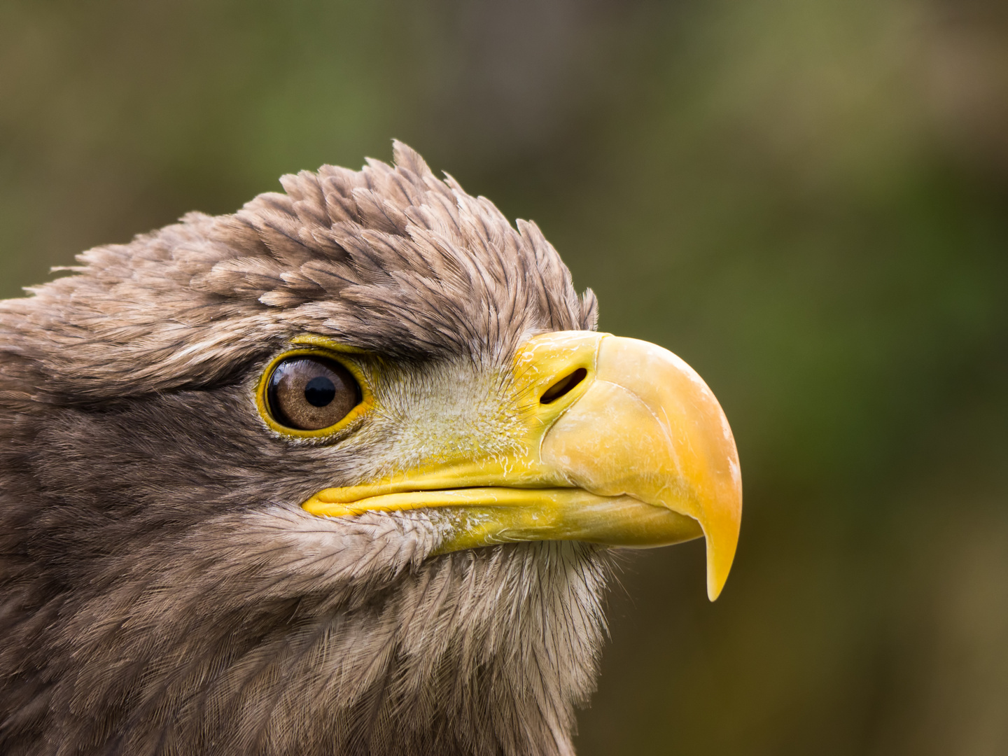 "Scharfer Blick"