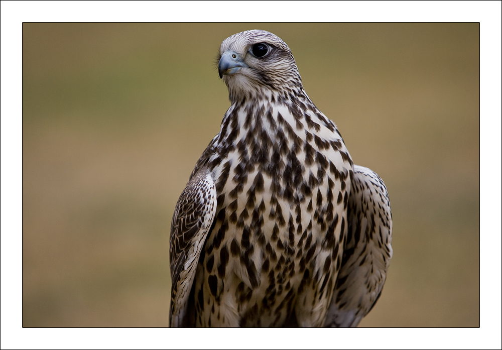 scharfer Blick...